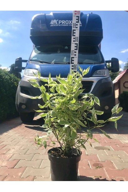 Дерен білий Елегантіссіма - ком20кг/вис.60-70см/Ø40-50см